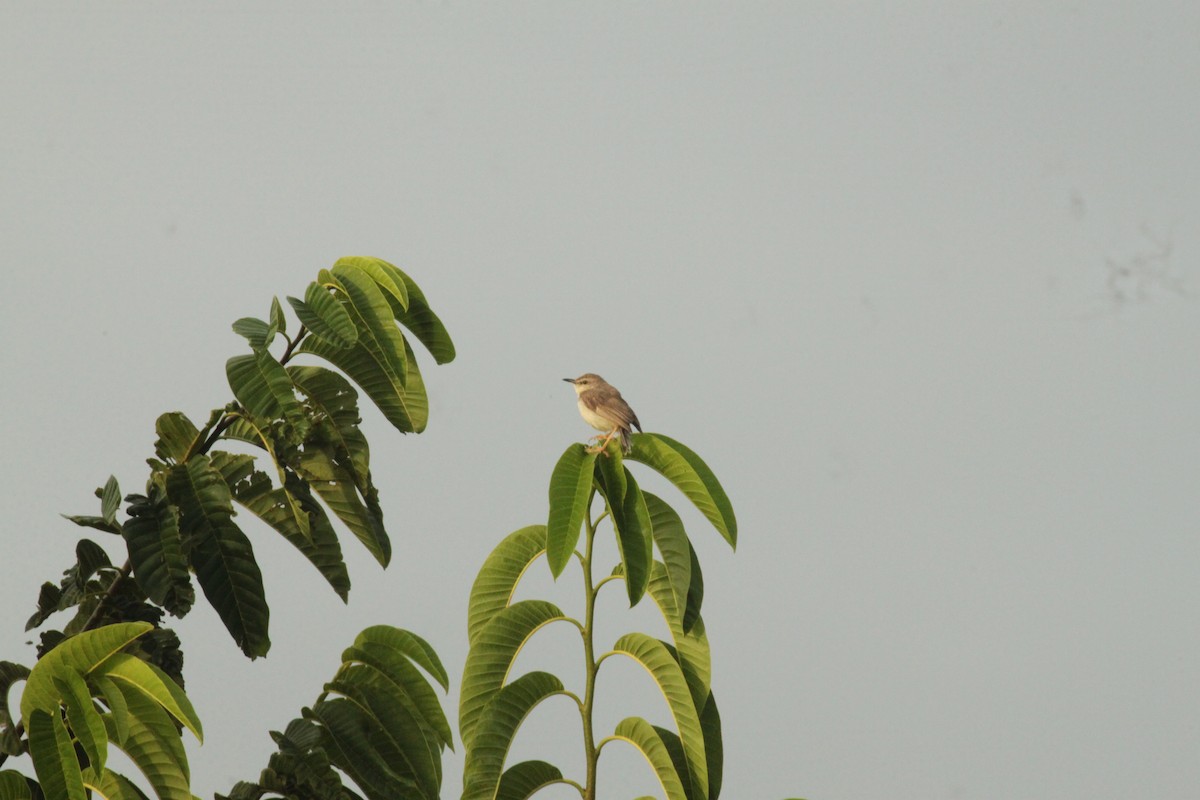 Prinia simple - ML644844490