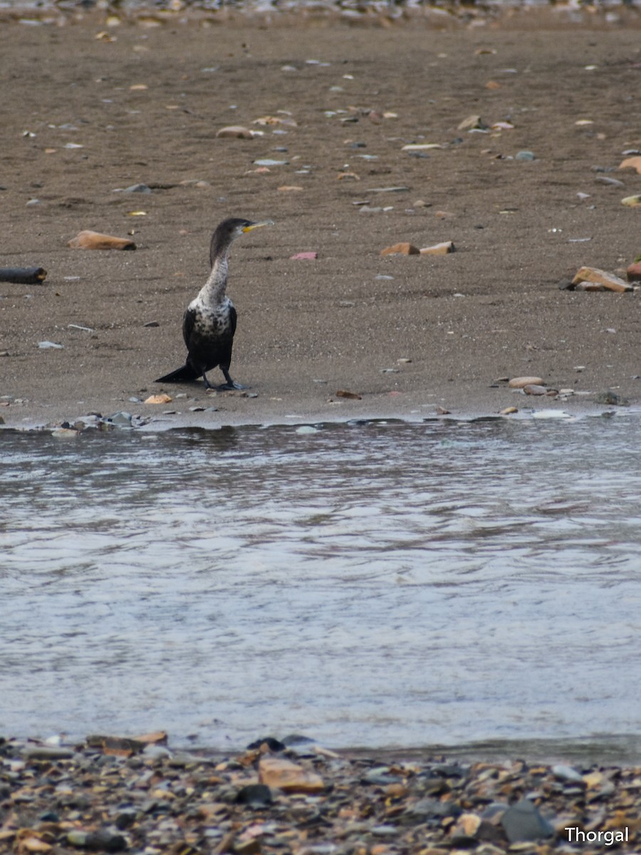 Cormoran vigua - ML644844492