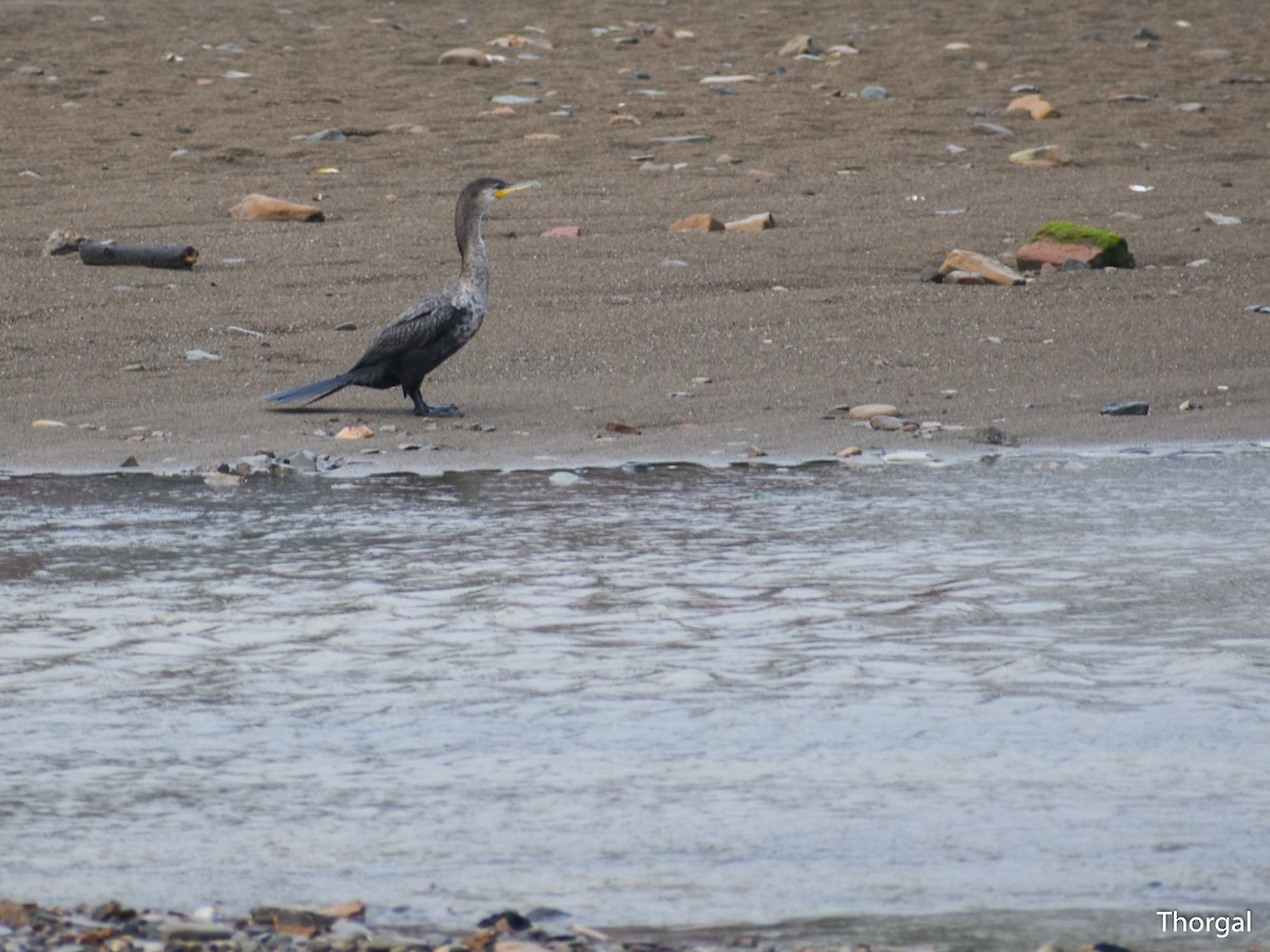 Cormoran vigua - ML644844493