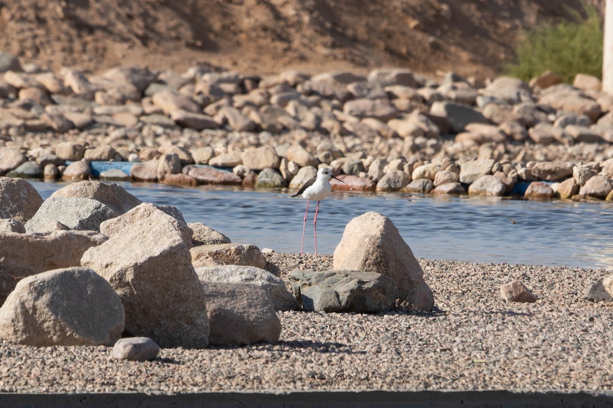 Échasse blanche - ML644844494