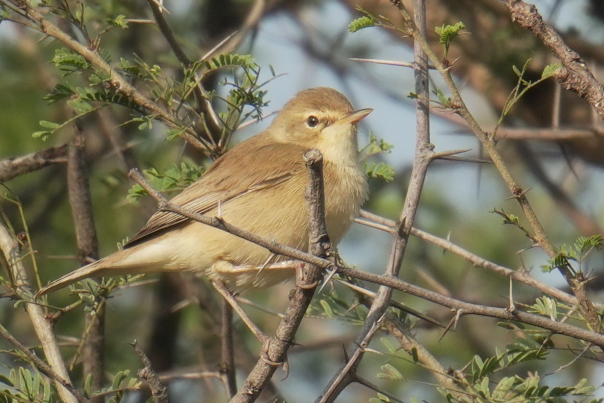 Hypolaïs bottée - ML644844495