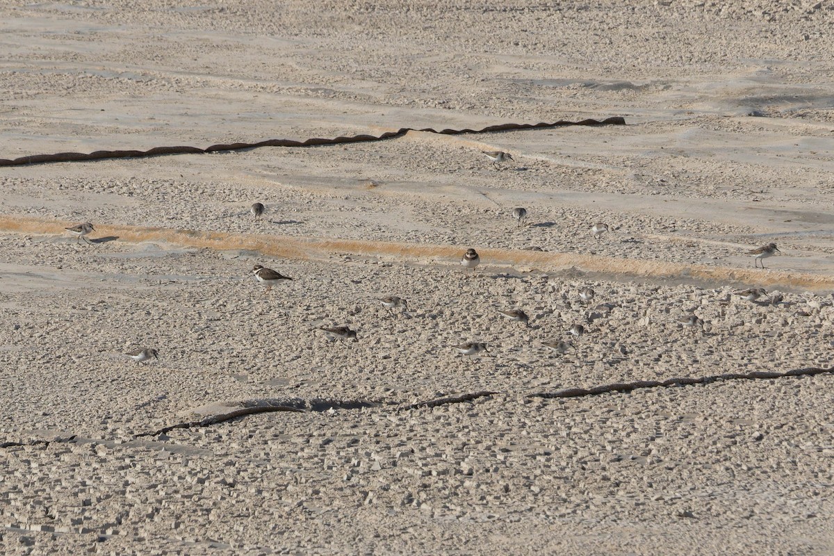 Pluvier grand-gravelot - ML644844496