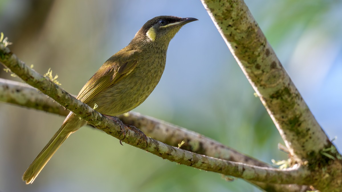 Méliphage de Lewin - ML644844497