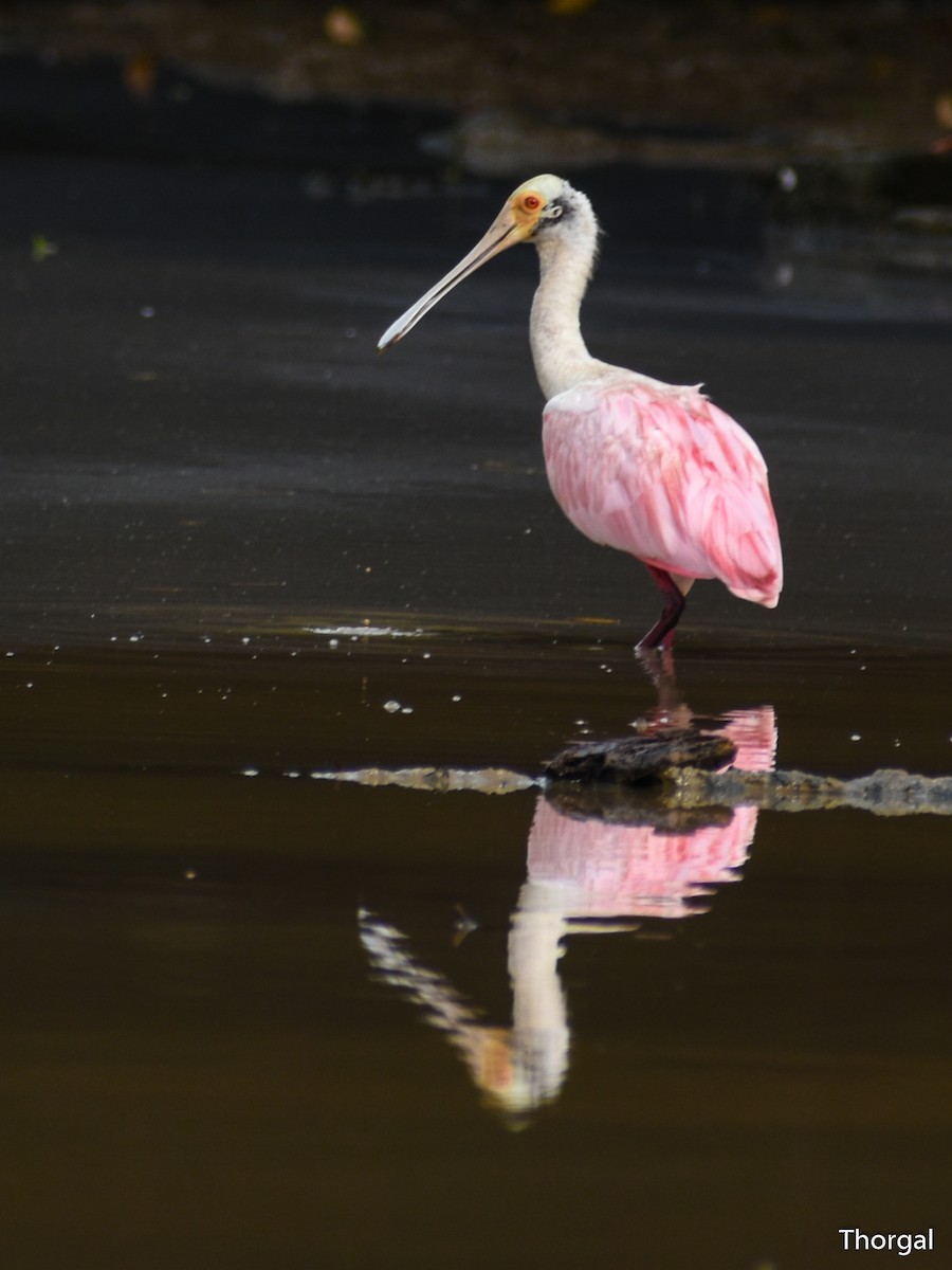 Spatule rosée - ML644844498