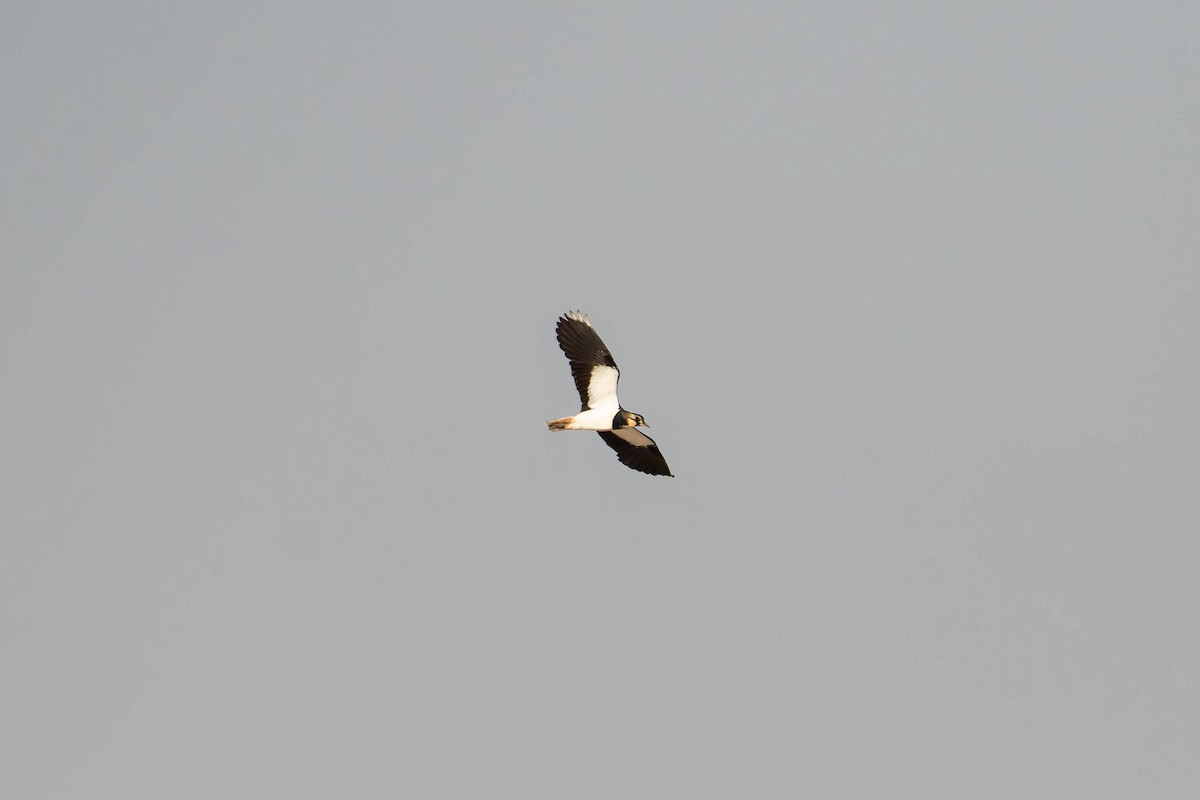 Vanneau huppé - ML644844499