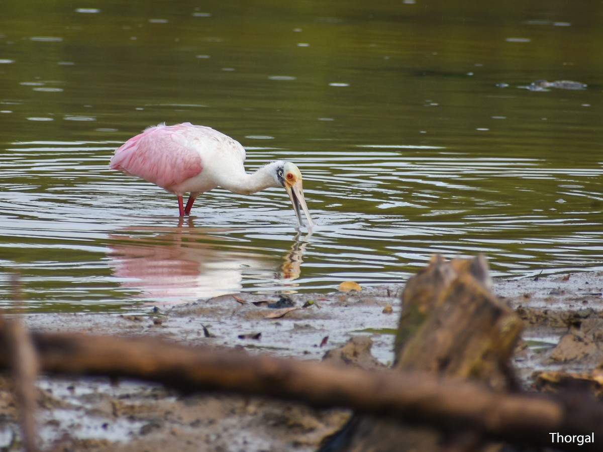 Spatule rosée - ML644844500