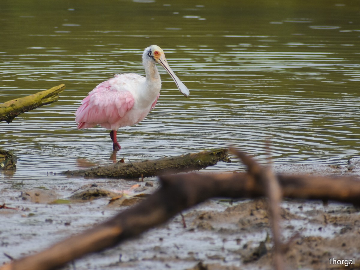 Spatule rosée - ML644844501