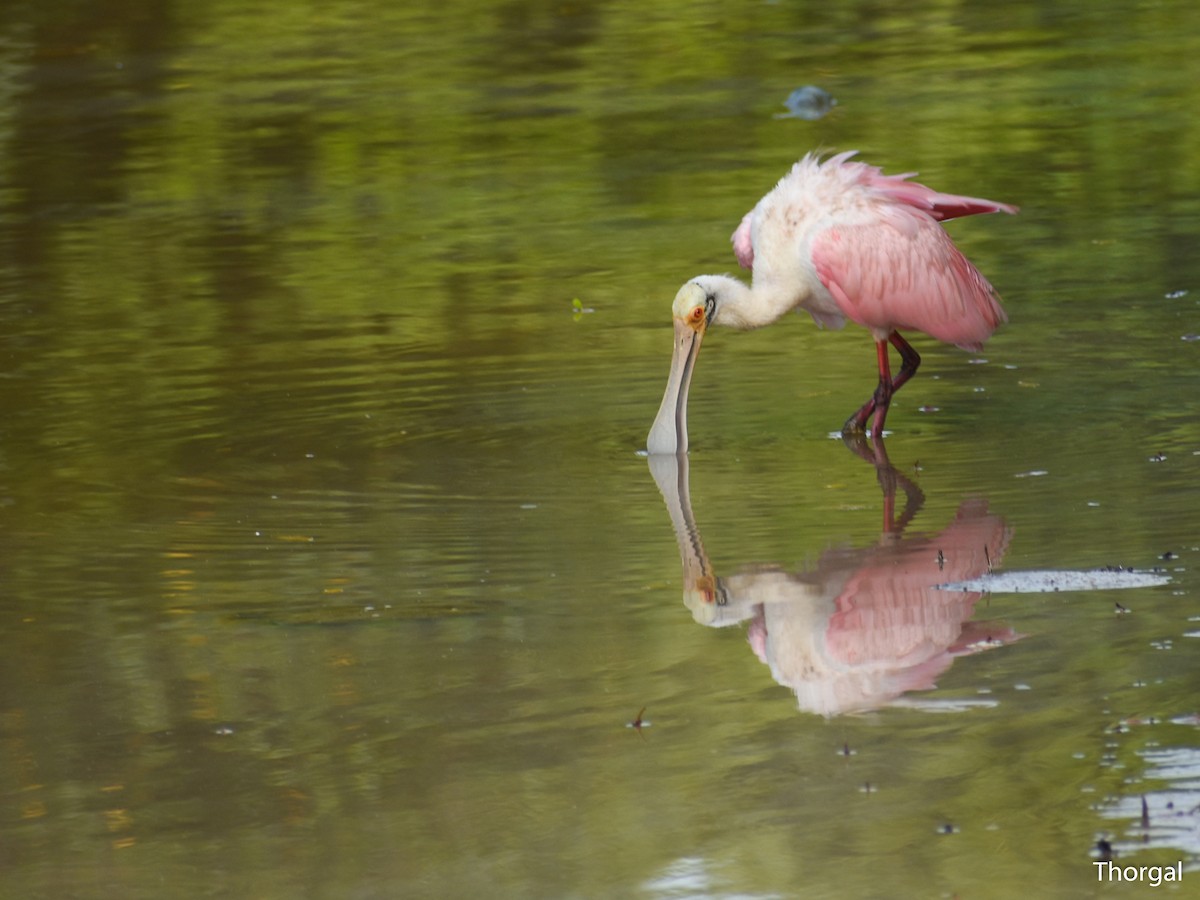 Spatule rosée - ML644844502