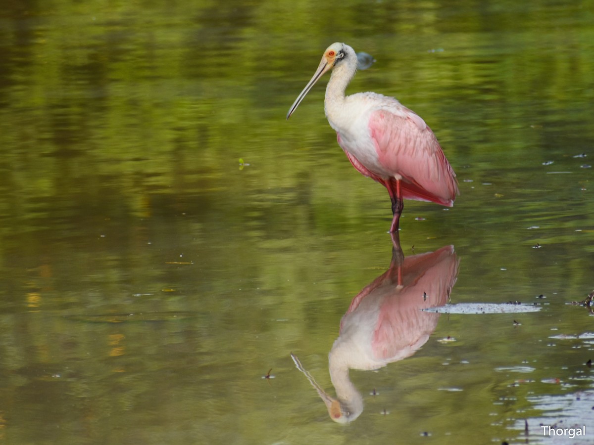 Spatule rosée - ML644844503