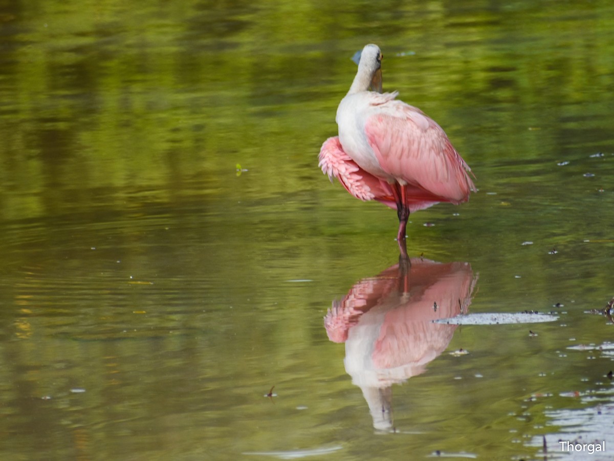 Spatule rosée - ML644844504