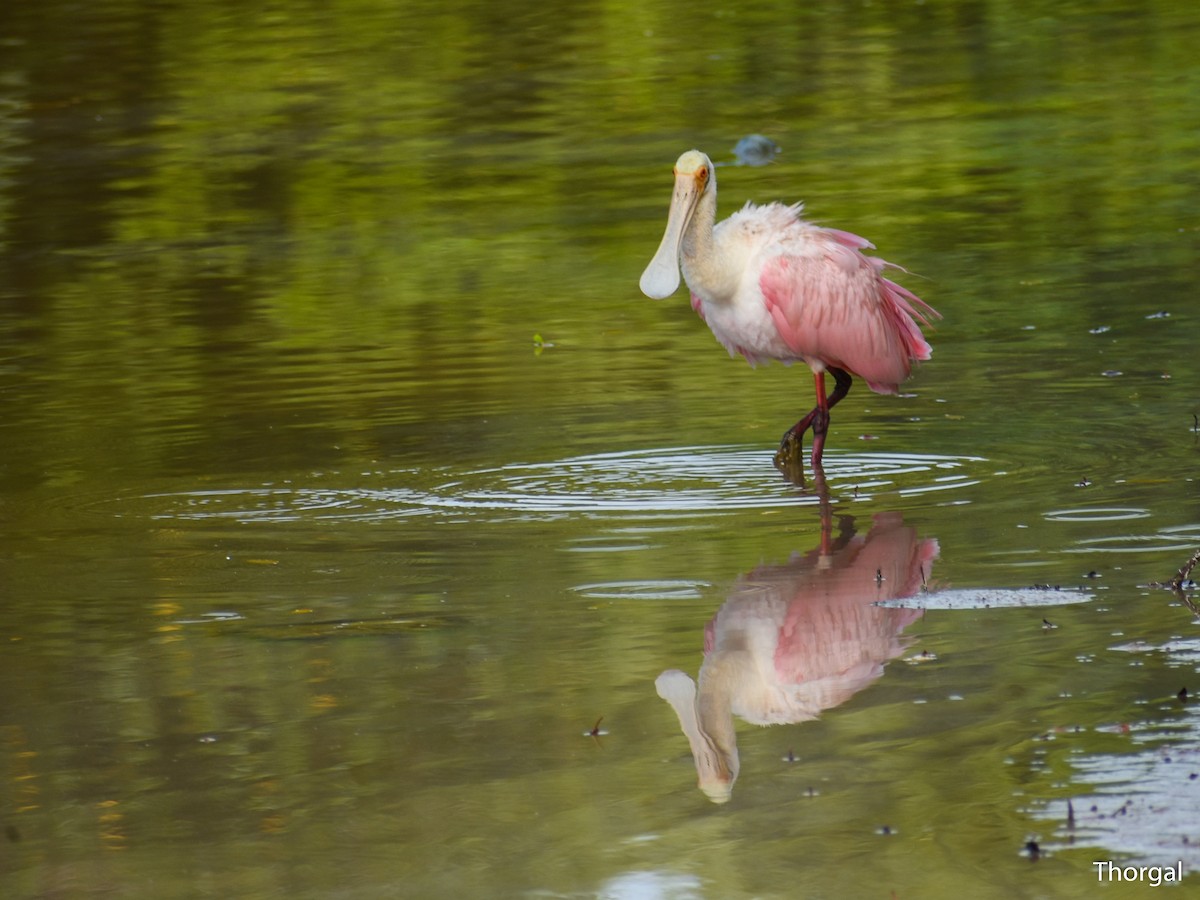 Spatule rosée - ML644844505