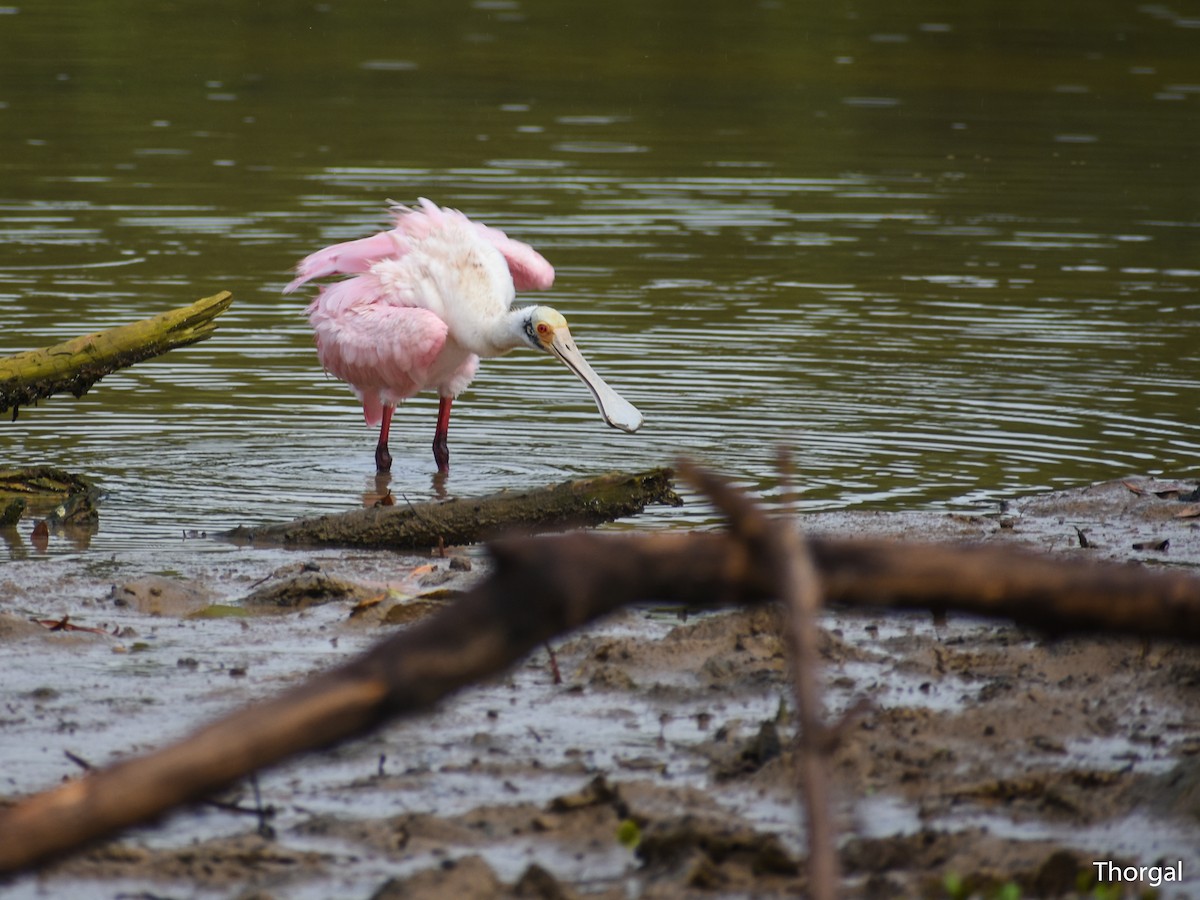 Spatule rosée - ML644844506