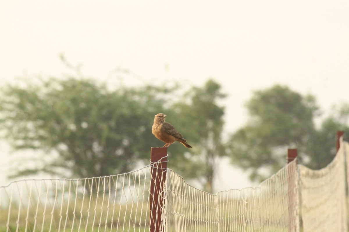 Ammomane à queue rouge - ML644844507