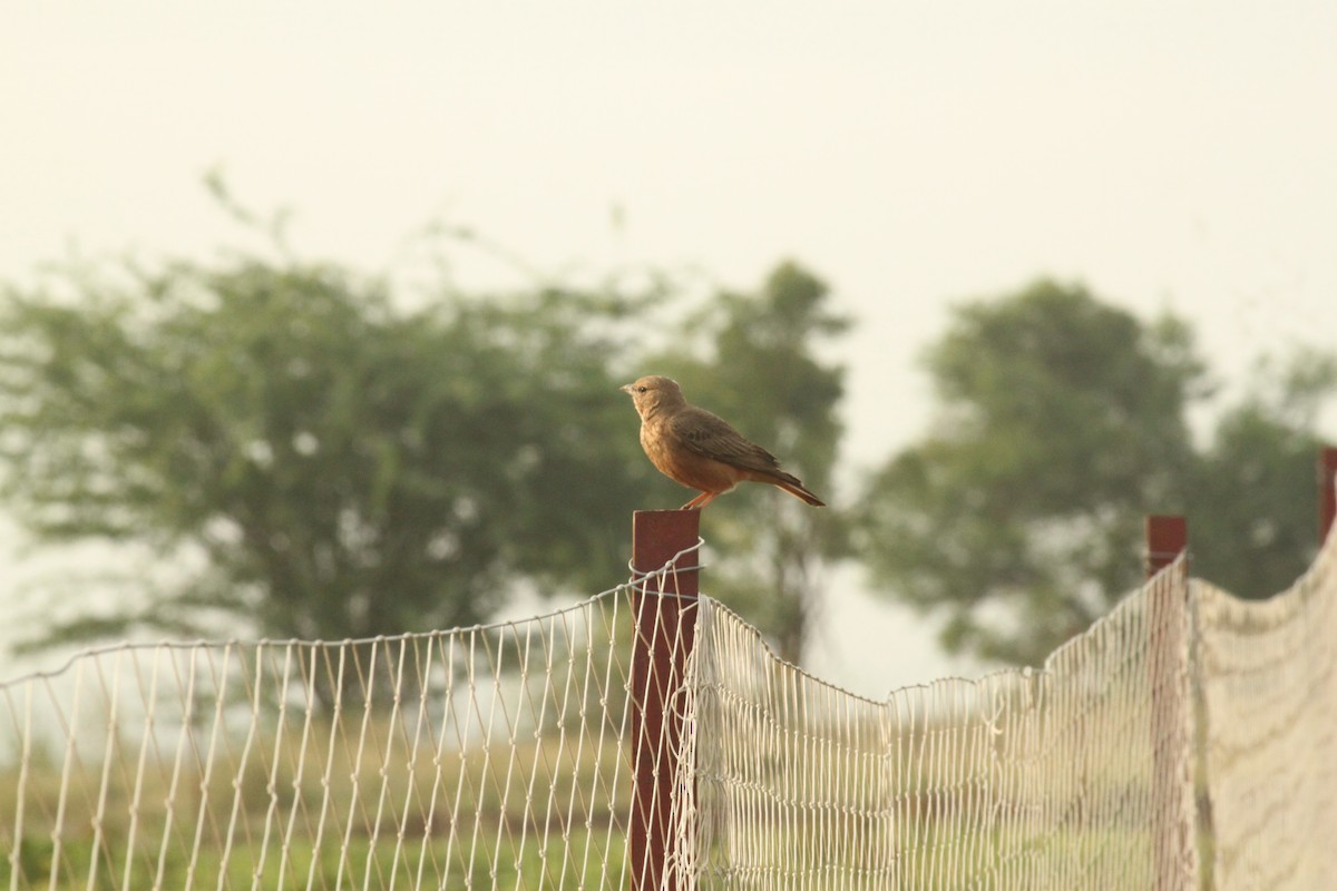 Ammomane à queue rouge - ML644844508