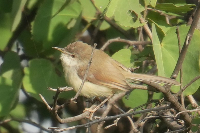 Prinia simple - ML644844510