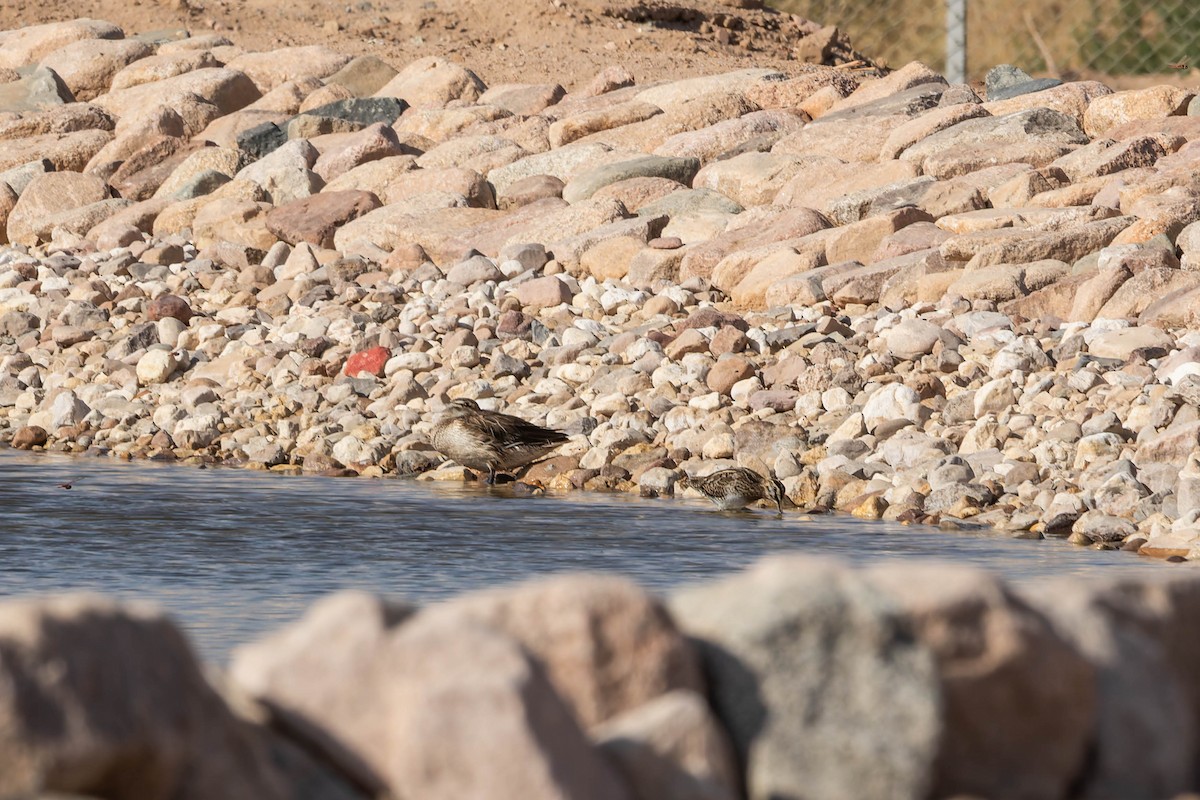 Bécassine des marais - ML644844511