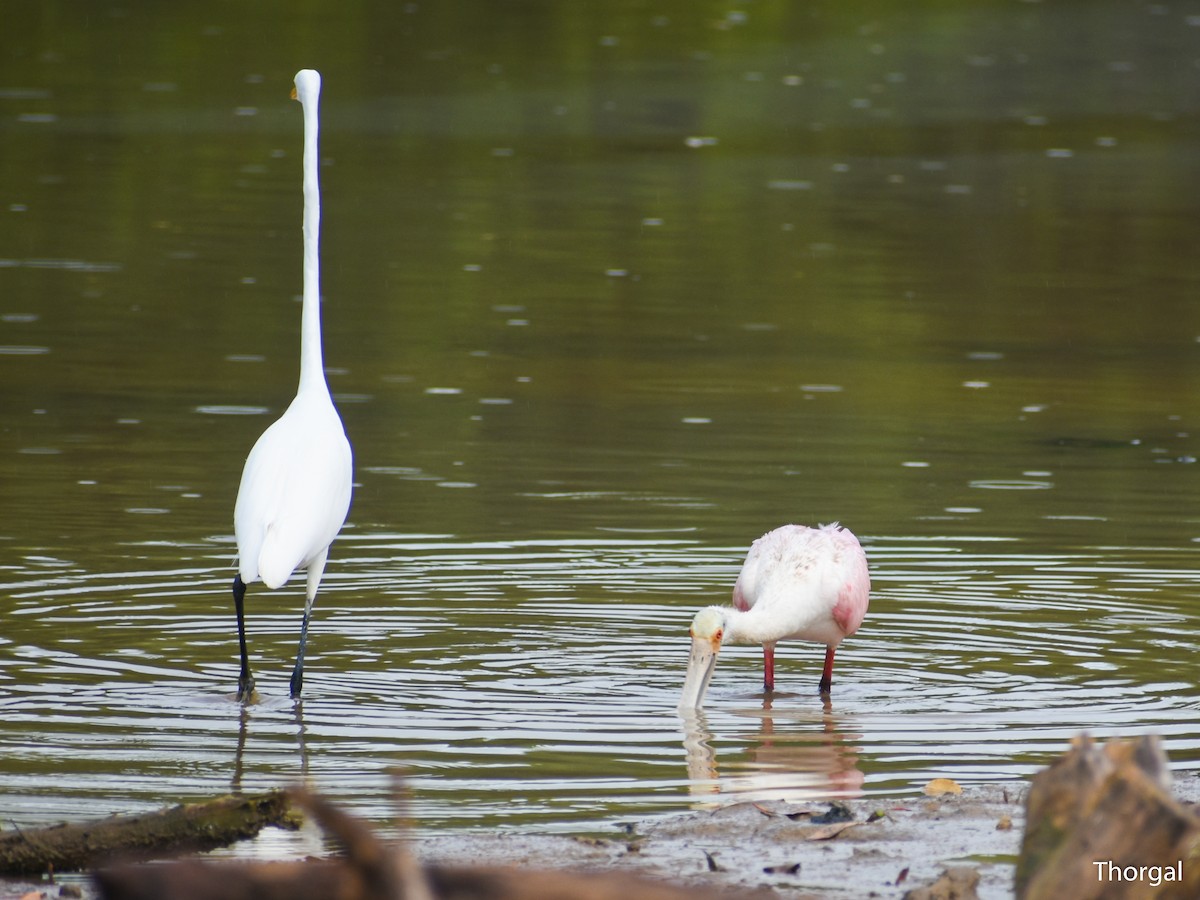 Spatule rosée - ML644844522