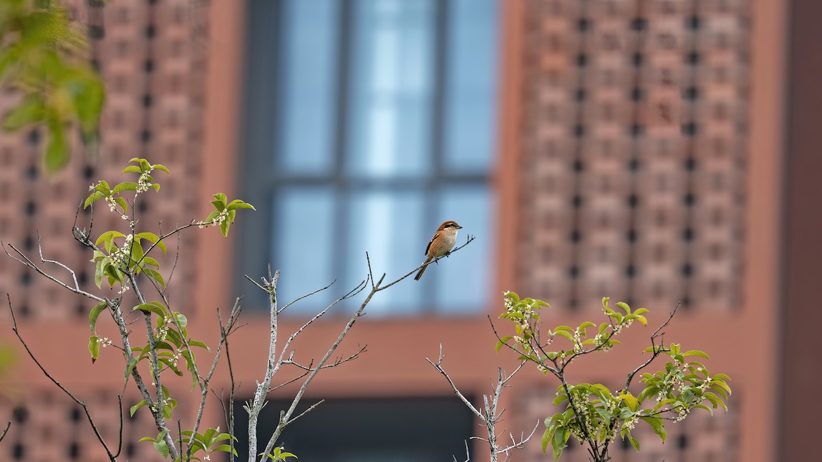 Pie-grièche bucéphale - ML644844523