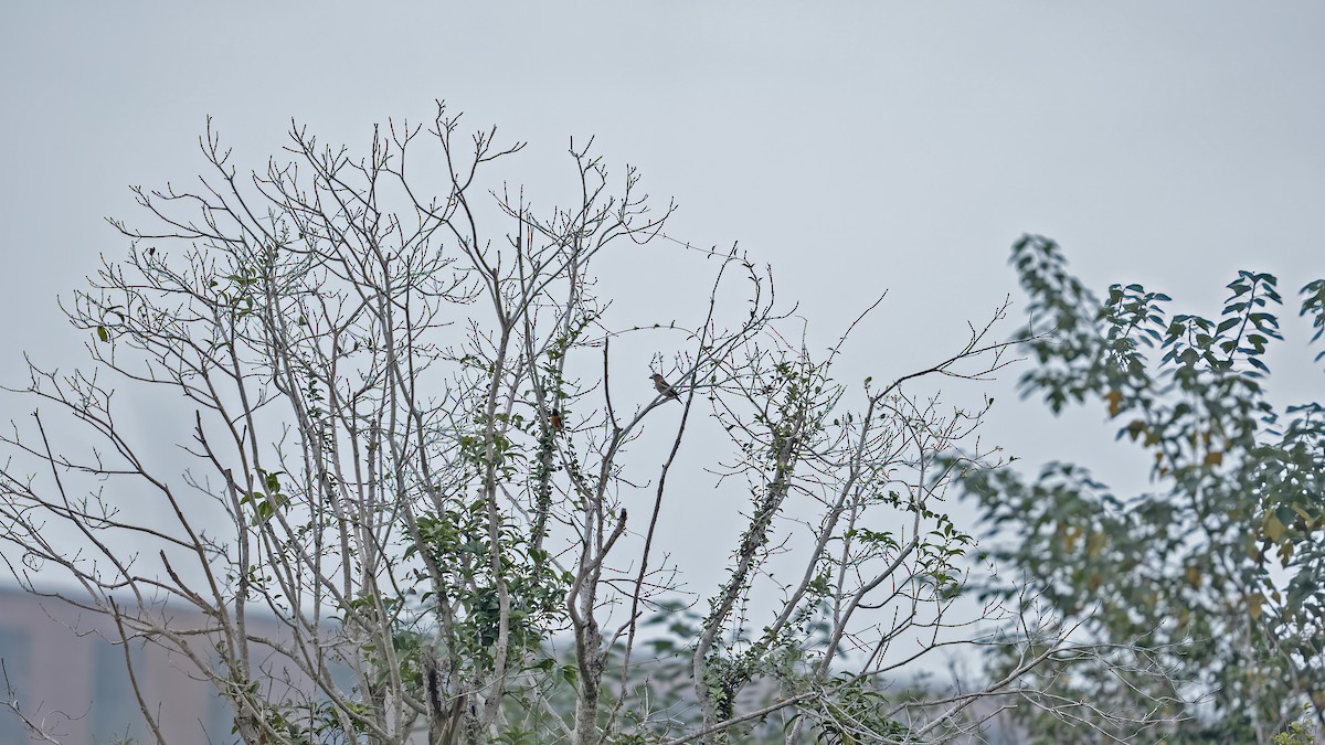 Gros-bec casse-noyaux - ML644844524