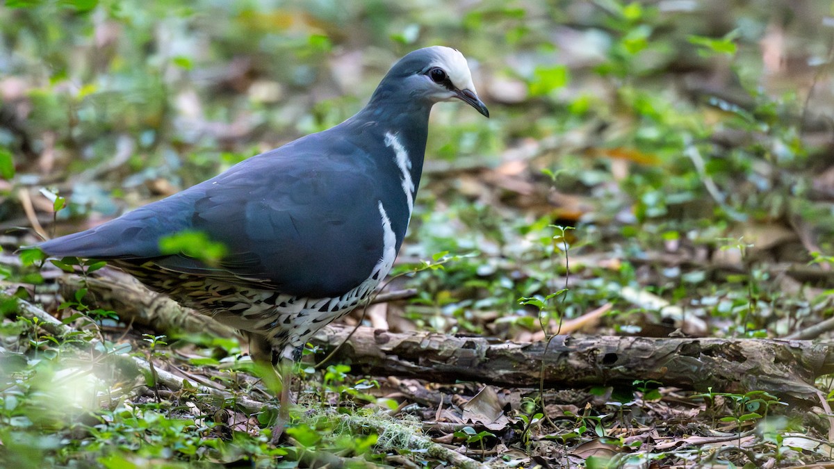 Wongataube - ML644844526