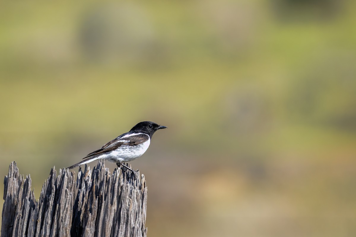 Пегая дриада - ML644844531