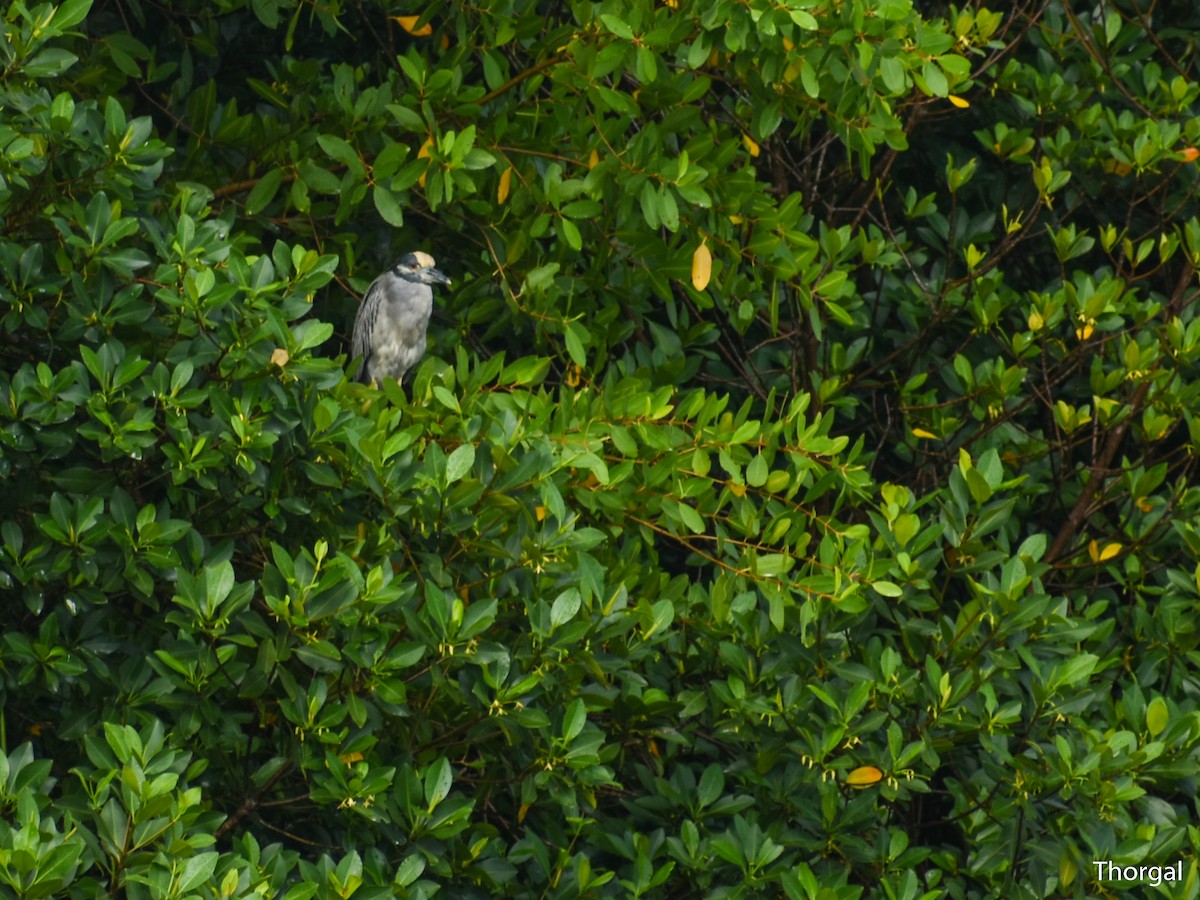 kvakoš žlutočelý - ML644844543