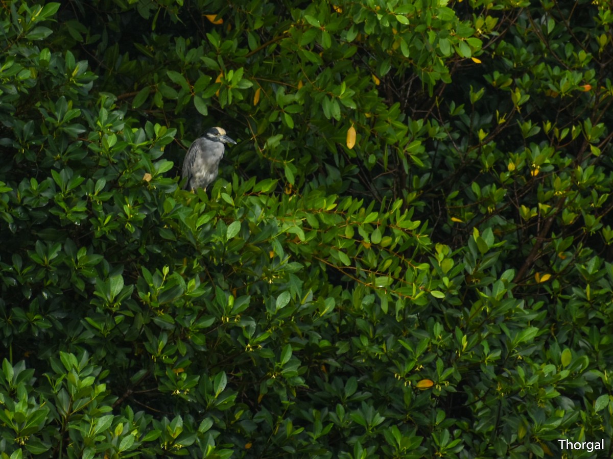 kvakoš žlutočelý - ML644844544