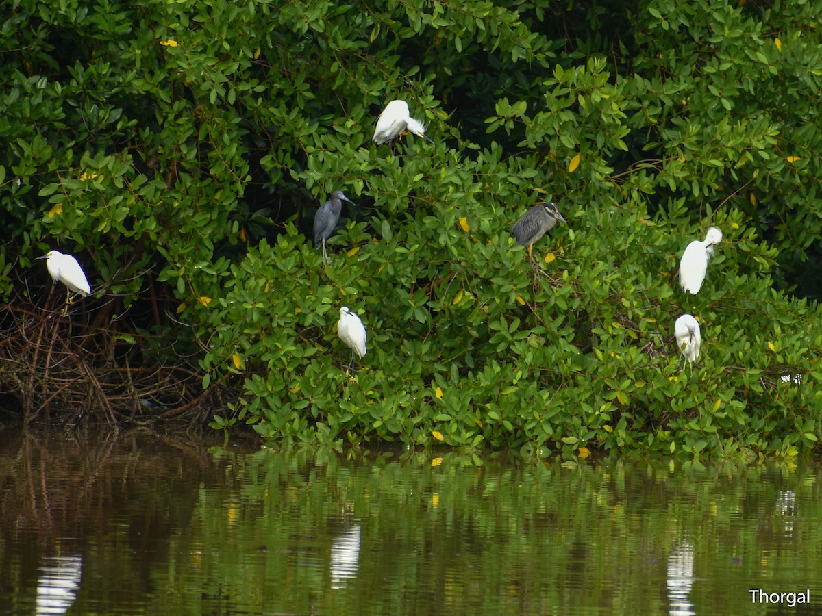 kvakoš žlutočelý - ML644844545