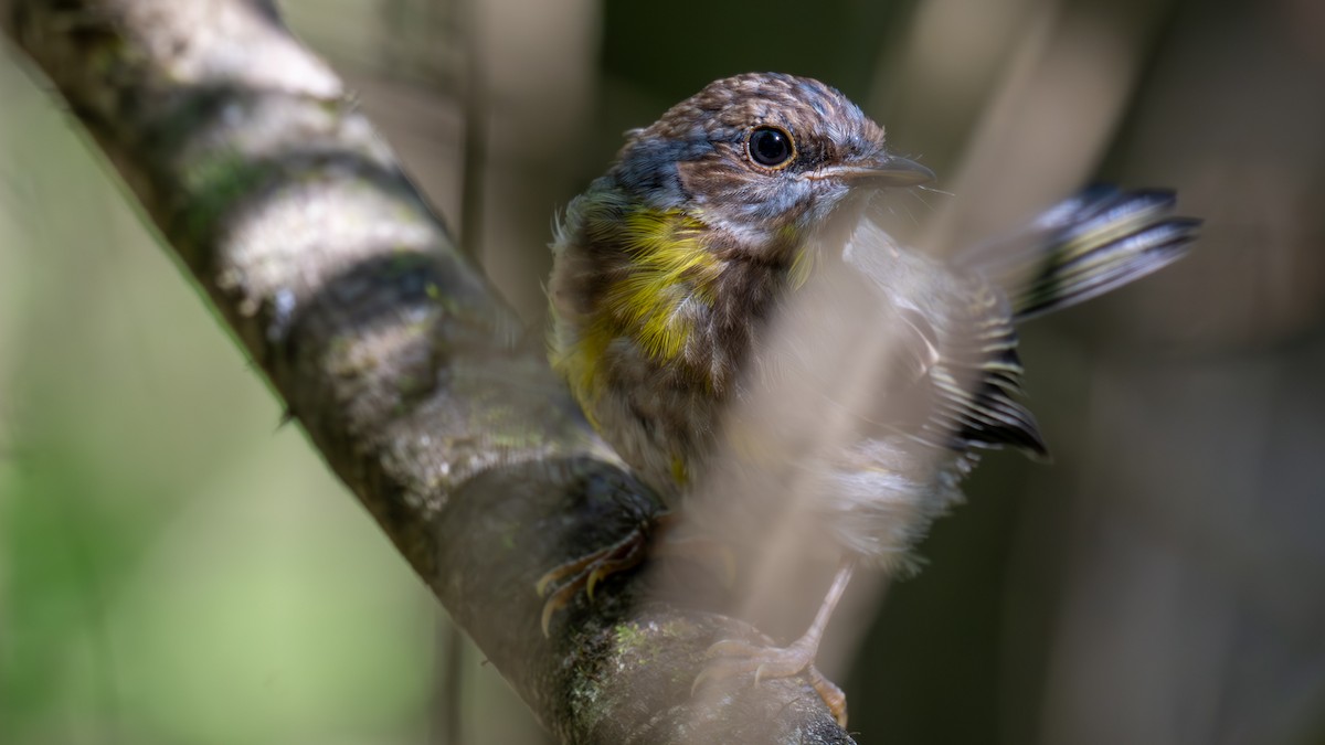 lejsčík žlutý - ML644844551