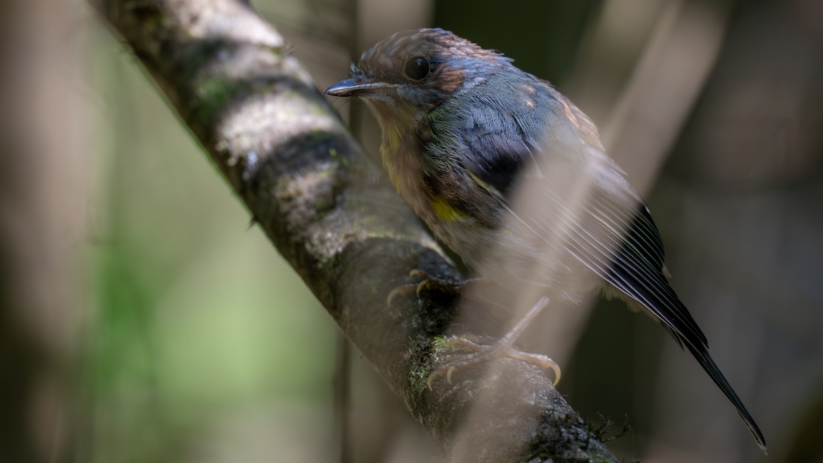 lejsčík žlutý - ML644844552