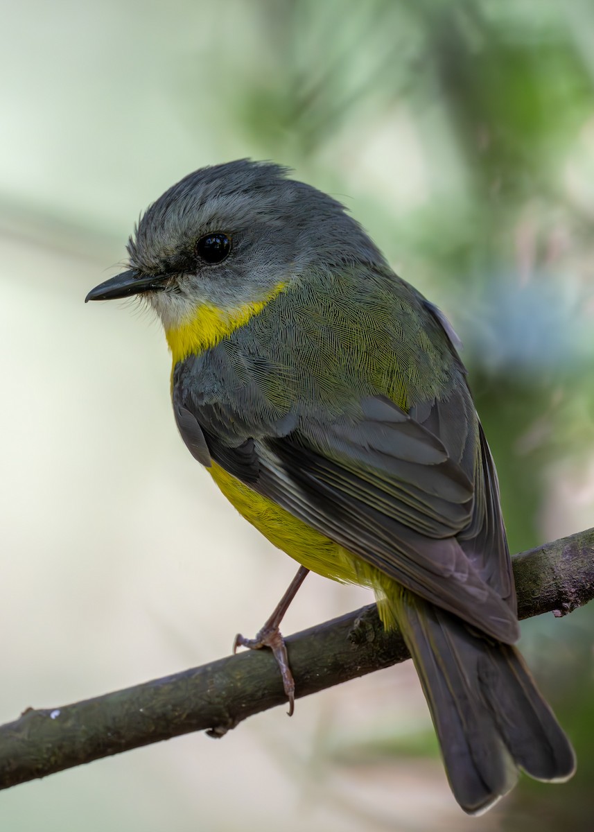 lejsčík žlutý - ML644844553