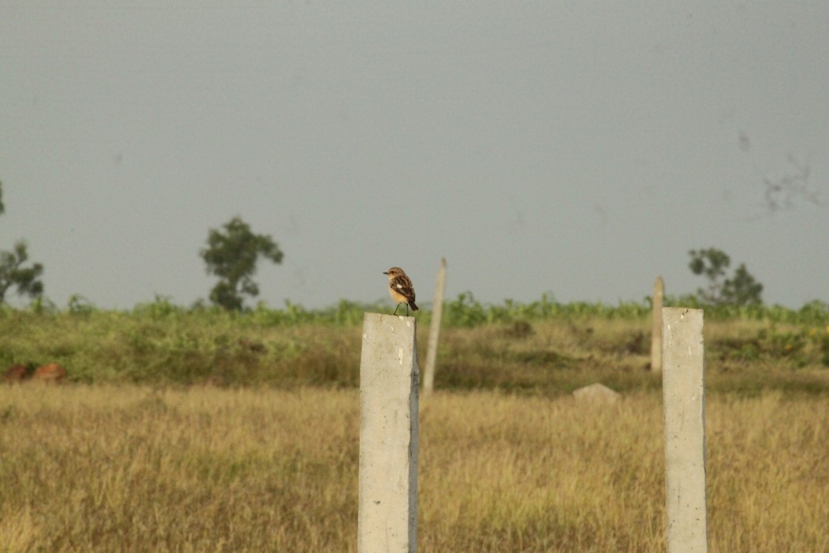 Siberian Stonechat - ML644844555