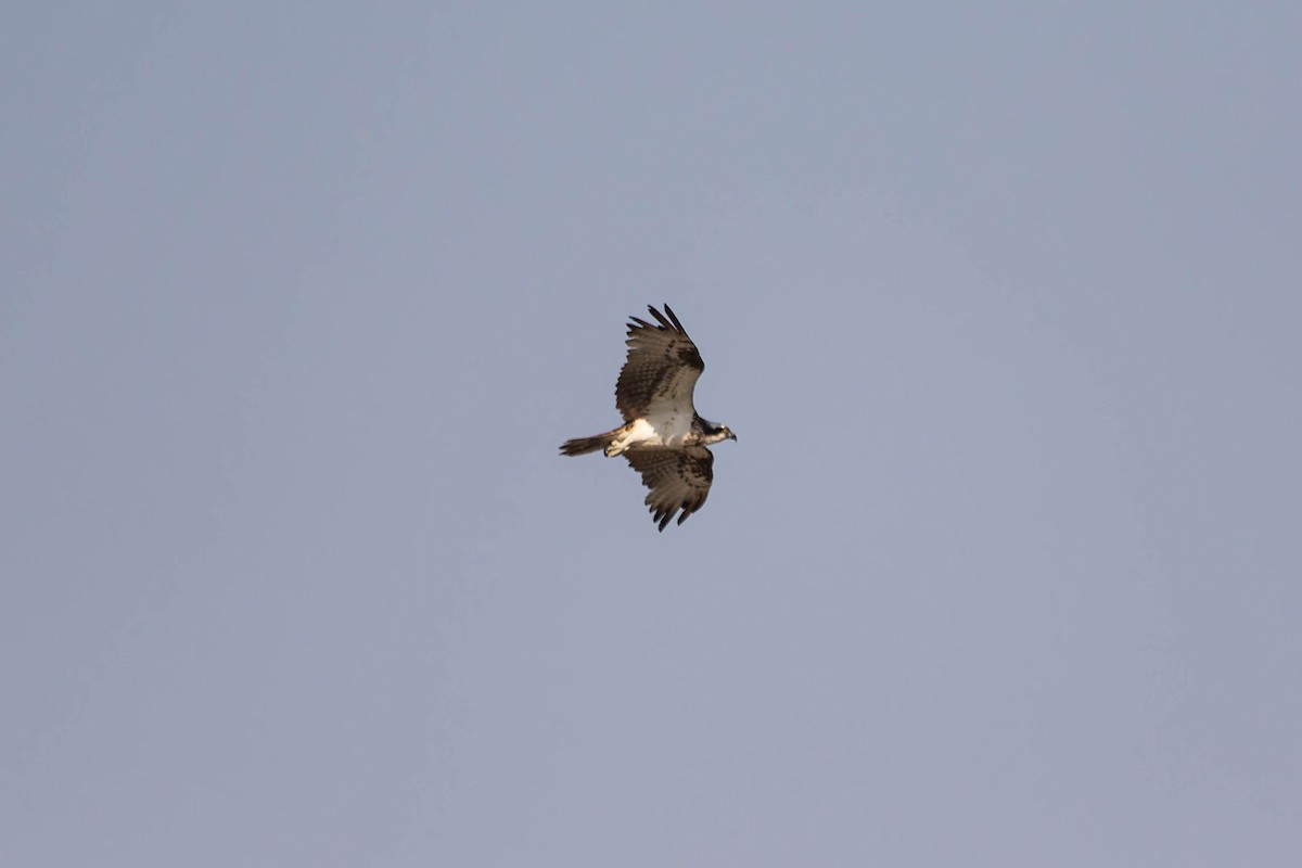 Скопа - ML644844557