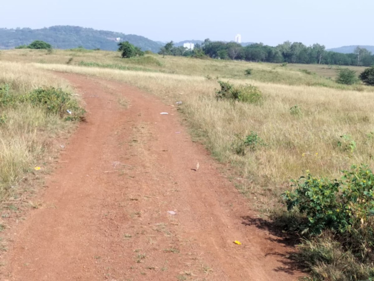 Paddyfield Pipit - ML644844558