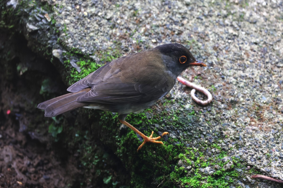 Black-headed Nightingale-Thrush - ML644844560