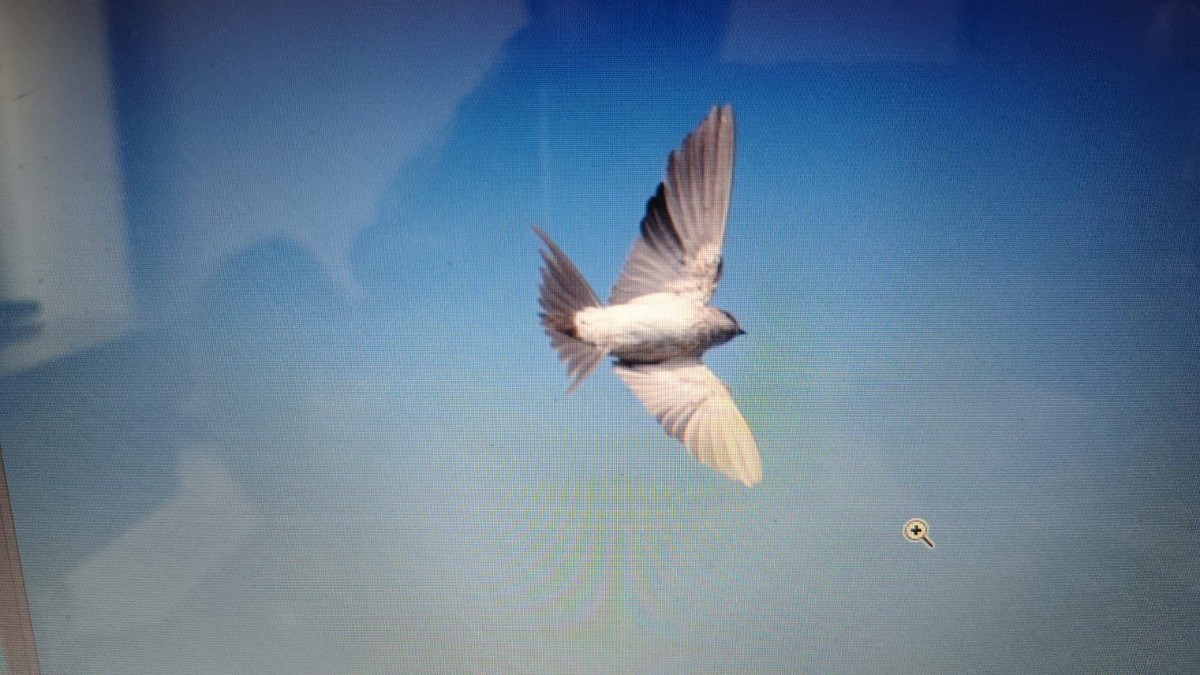 Barn Swallow - ML644844568