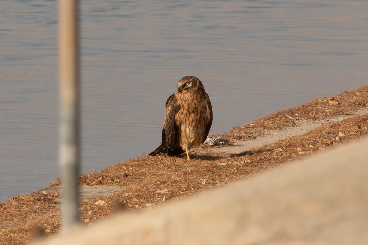 Pallid Harrier - ML644844572