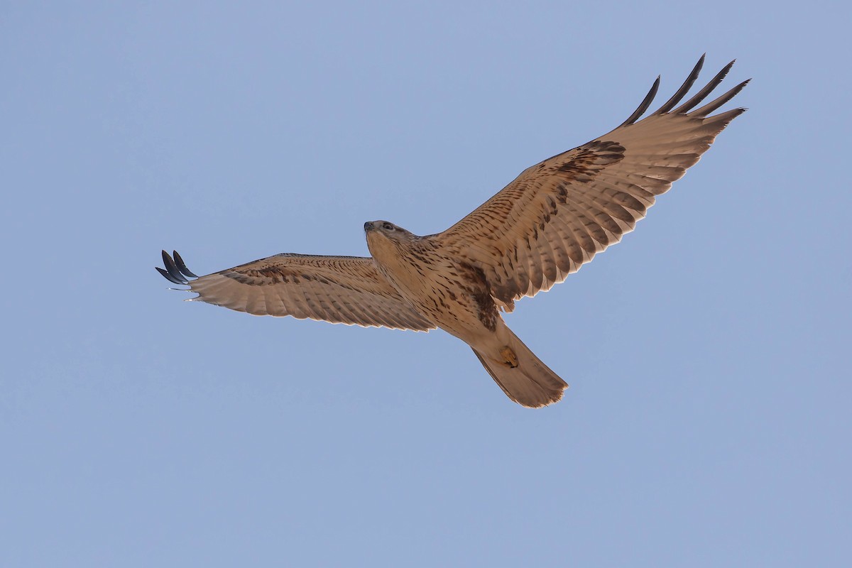 Buse féroce - ML644844577