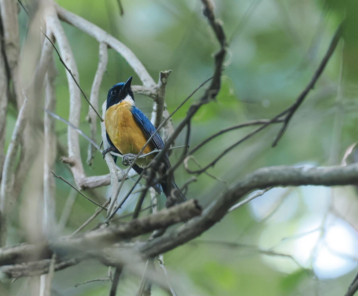 Sulawesi Blue Flycatcher (Tanahjampea) - ML644844585