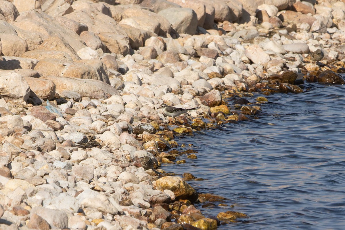 Citrine Wagtail - ML644844588