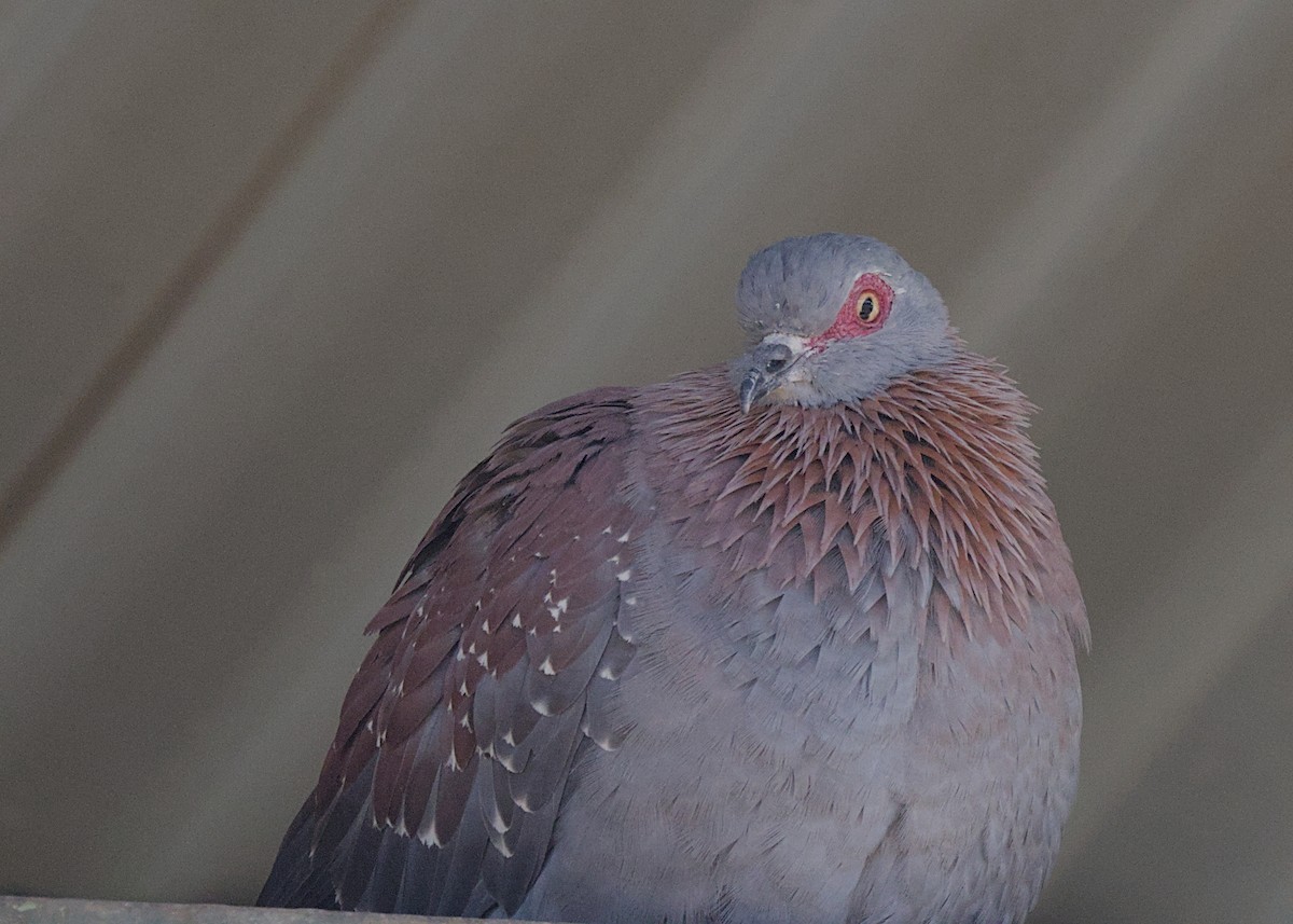 Speckled Pigeon - ML644844627