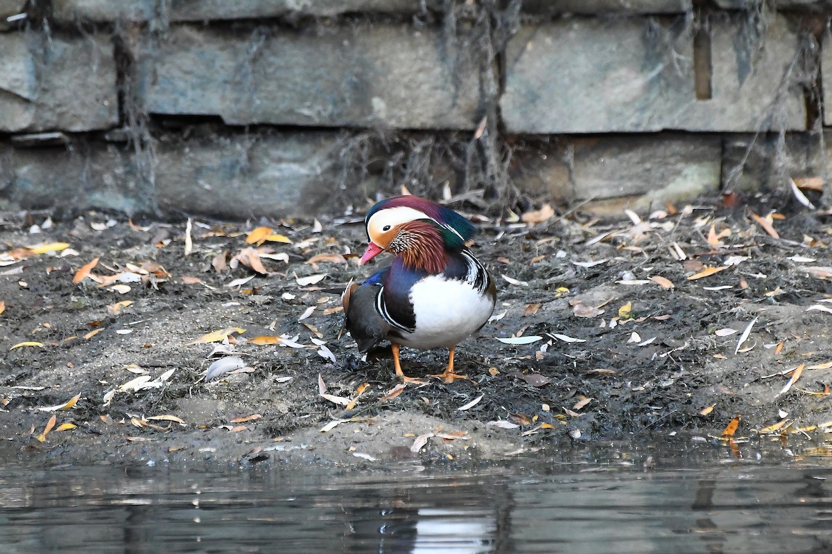 Мандаринка - ML644844631