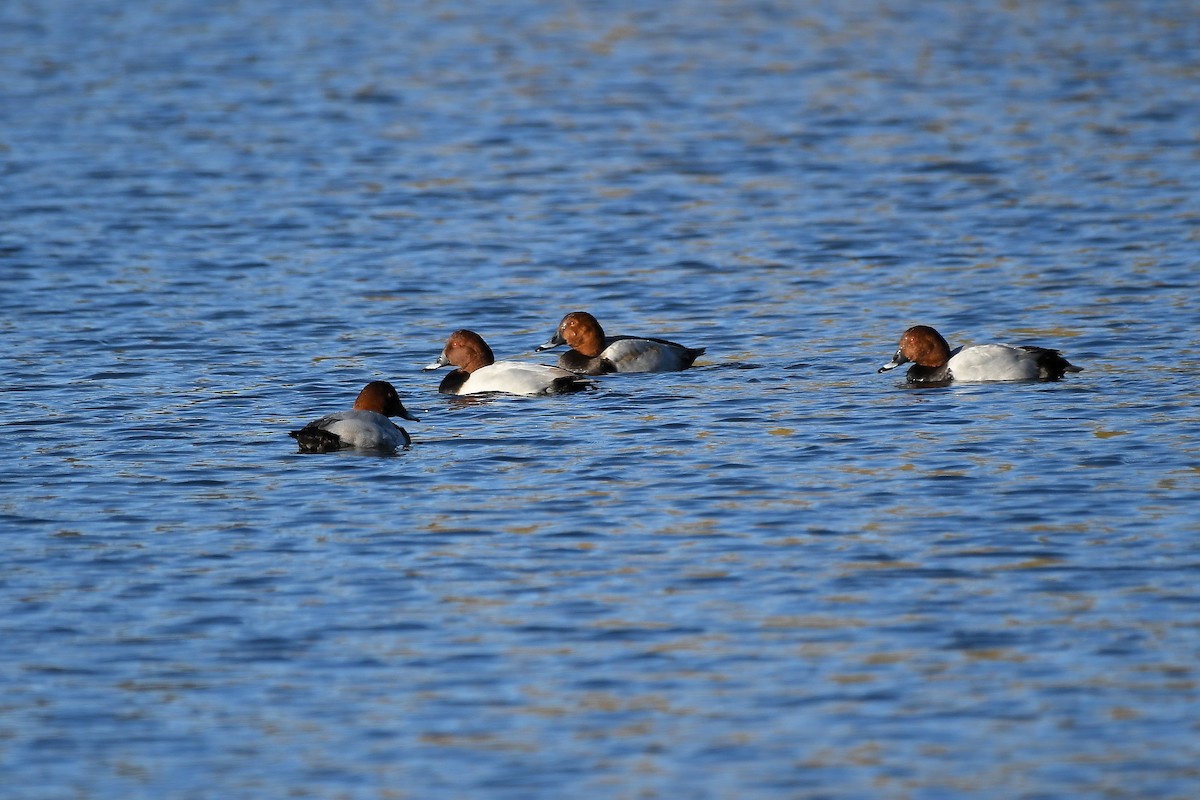 Common Pochard - ML644844646