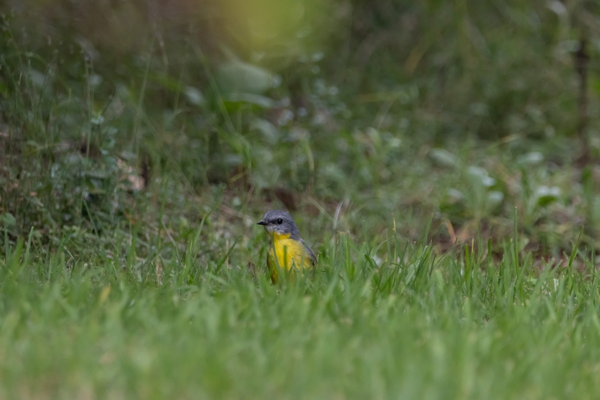 lejsčík žlutý - ML644844647