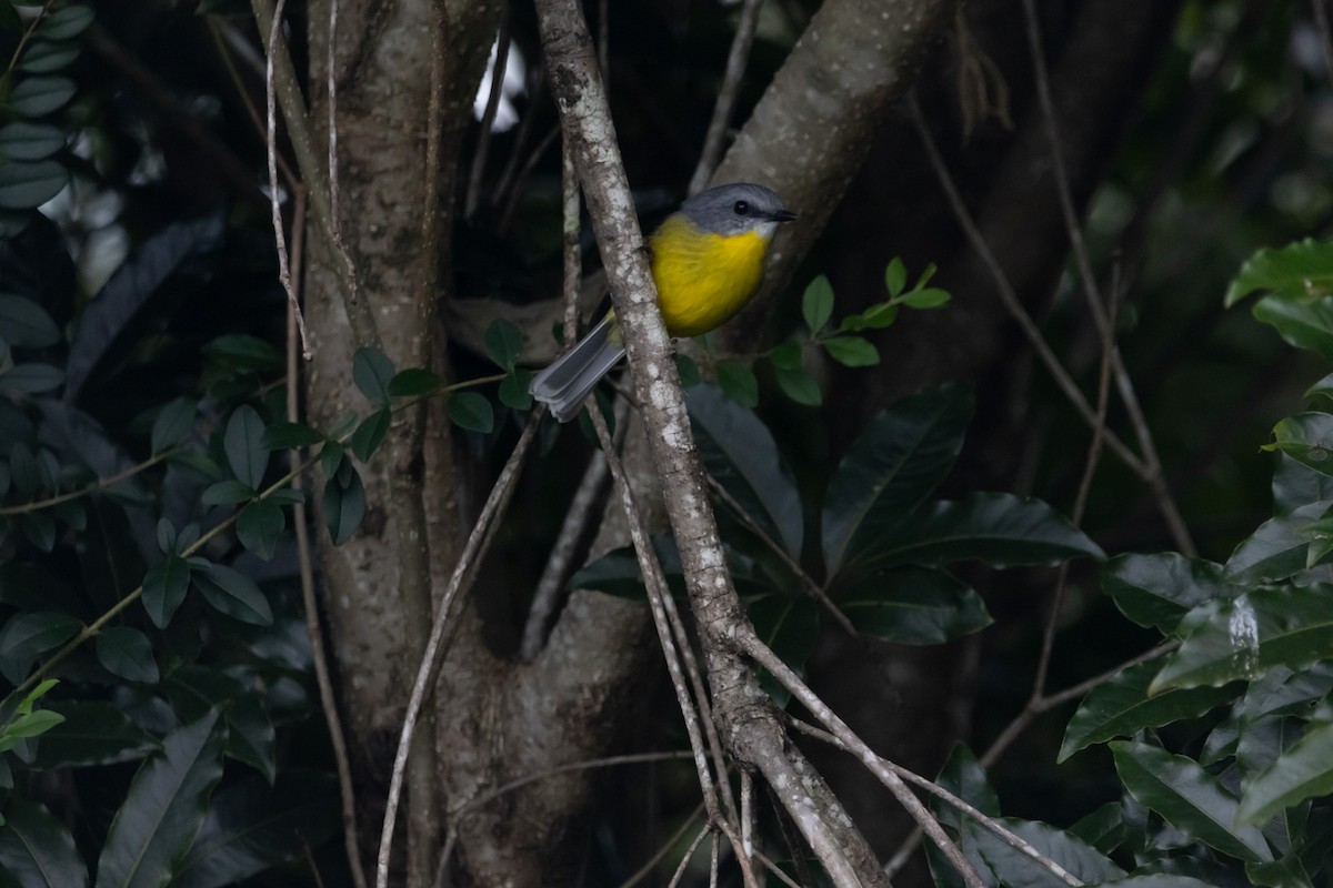 lejsčík žlutý - ML644844648