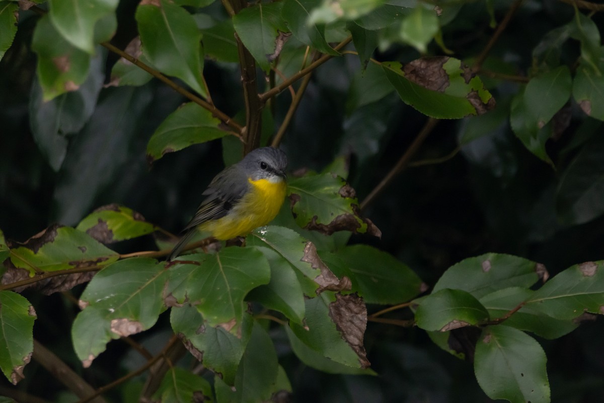 lejsčík žlutý - ML644844649