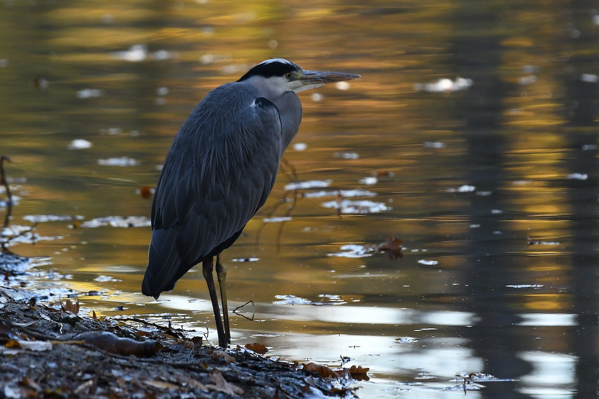 Gray Heron - ML644844656