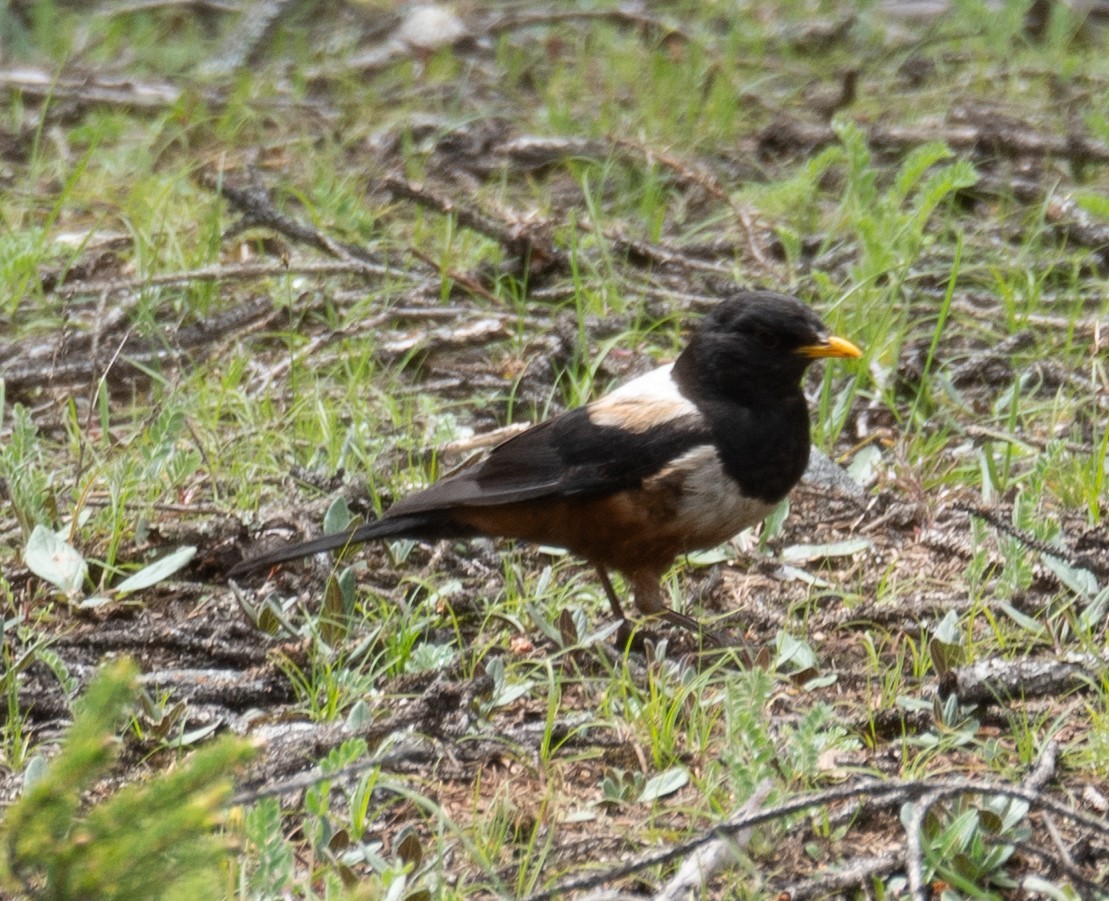 White-backed Thrush - ML644844658