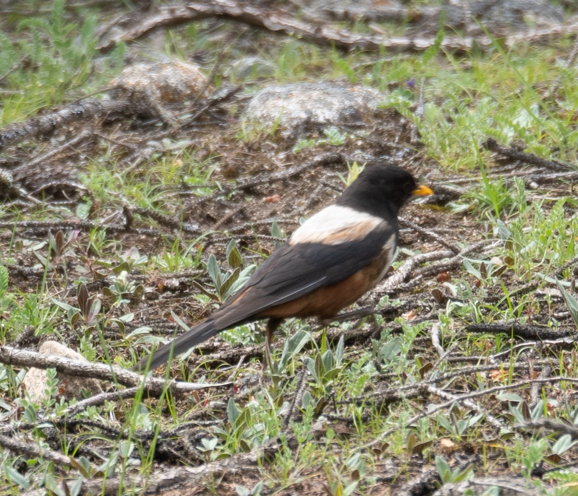 White-backed Thrush - ML644844660