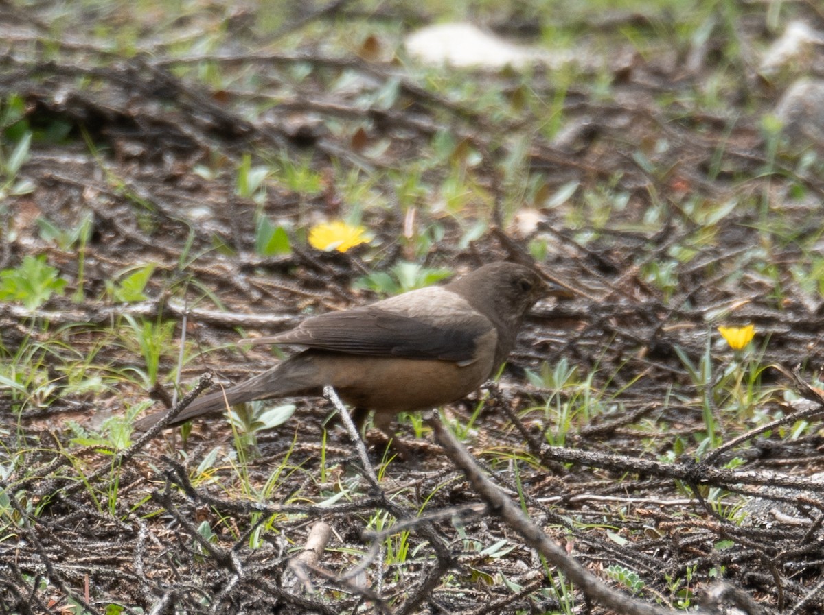 White-backed Thrush - ML644844661